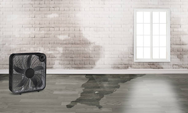 Best Water damage restoration near me  in Jefferson City, TN