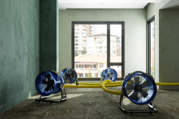 Best Carpet water damage restoration  in Jefferson City, TN